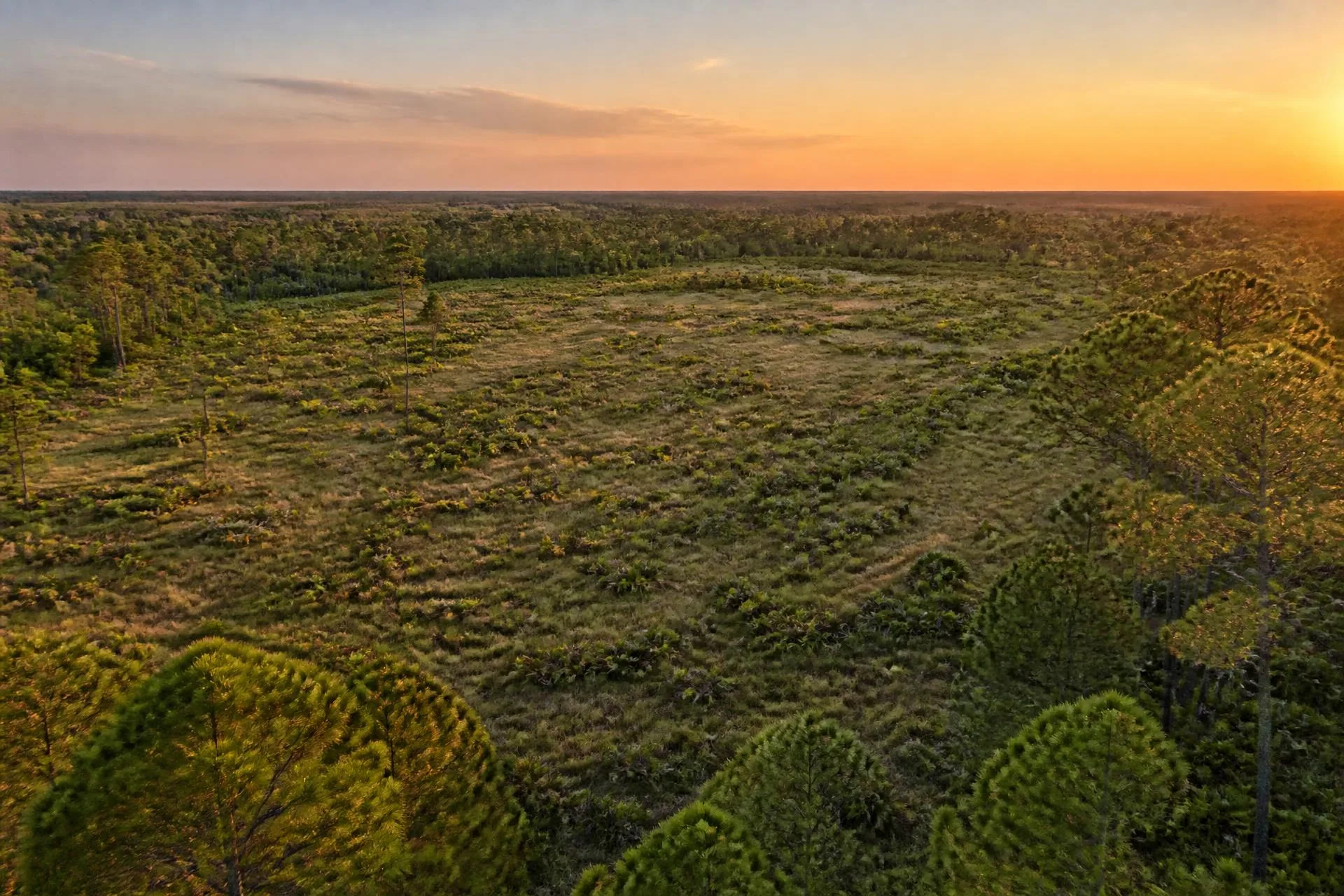 Open Florida land at golden hour, bordered by pine woodland